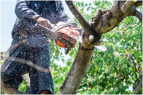 tree services Rochester